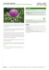 OSTROPEST PLAMISTY FORTE 45 TABLETEK - PHYSALIS
